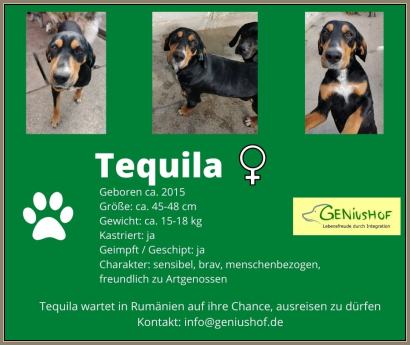 Tequila Collage